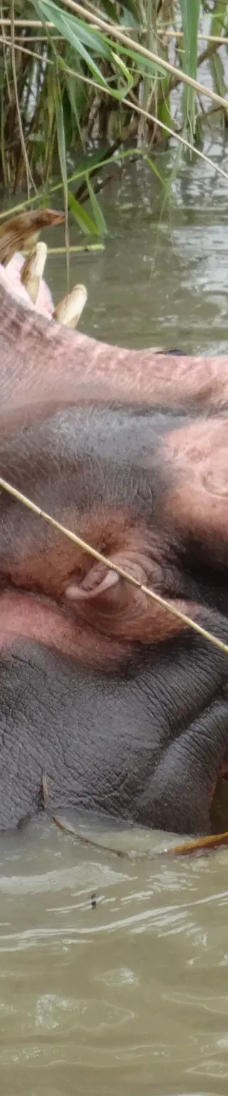 Bei den Hippos im St. Lucia Estuary